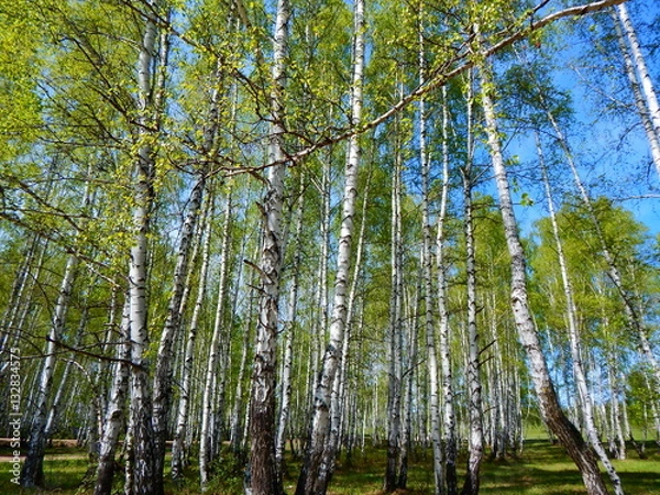 Fototapeta весна березы роща