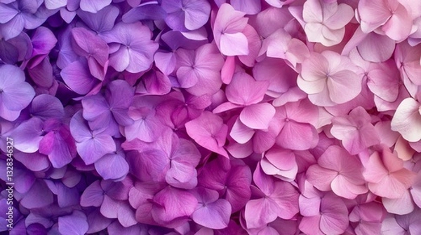 Fototapeta Close-up of gradient purple and pink hydrangea blossoms, texture, detail