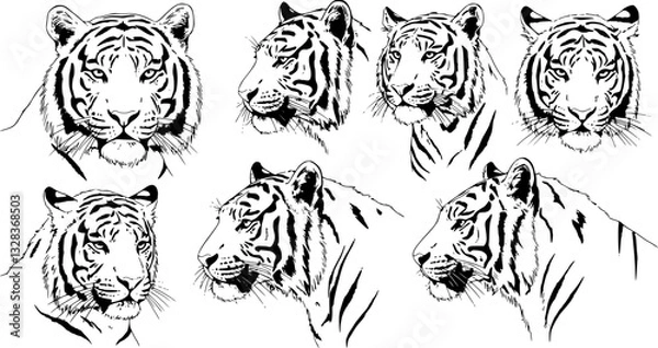 Fototapeta Set of big tigers. Collection of portraits of predatory wild cats. Set of wildlife and fauna dwellers. Vector illustration on a white background. Tattoo