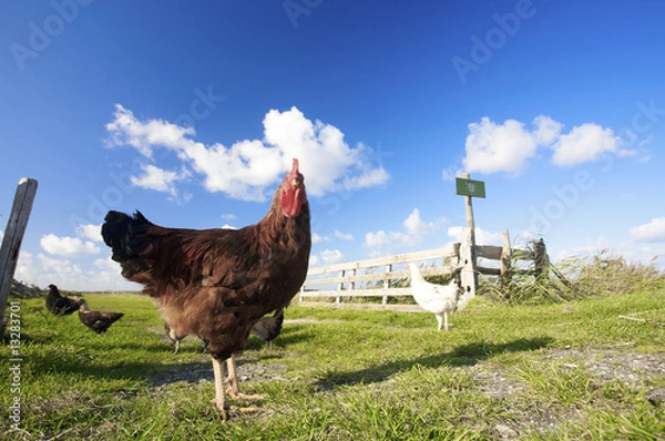 Fototapeta chickens on a farm in summer with green grass