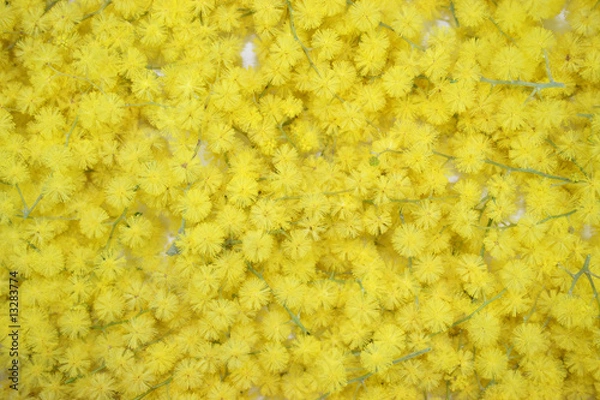 Fototapeta Texture de fleur de Mimosa