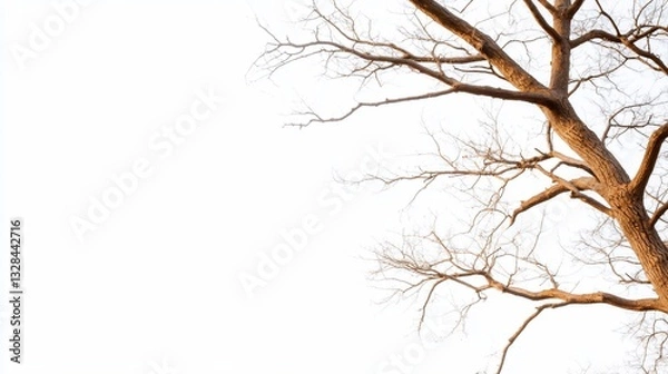 Fototapeta Stark brown tree branches reach against a bright white backdrop