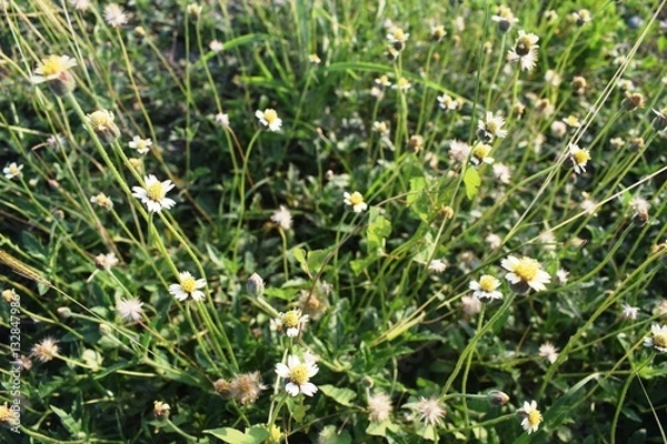 Obraz Grass and Small White Flowers in Summer