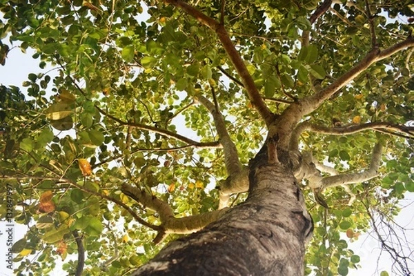 Fototapeta Under Java Plum Tropical Fruit Tree in Philippines