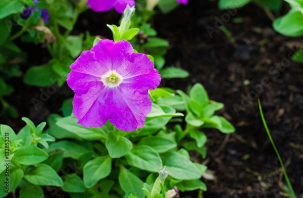 Obraz single petunia in field