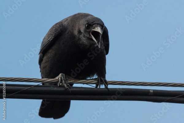 Obraz Angry crow on a wire