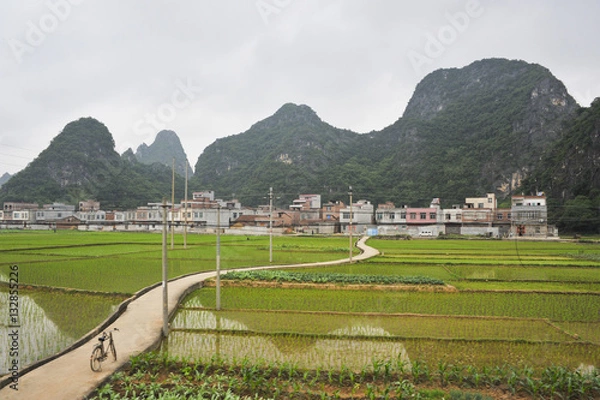 Obraz Rice Fields in China