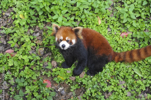 Obraz Red Panda