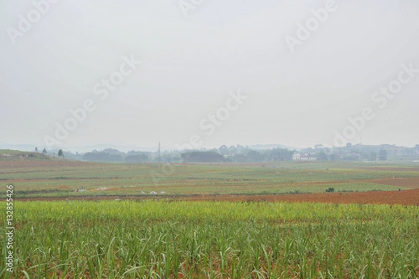Obraz Sugar cane Fields in China