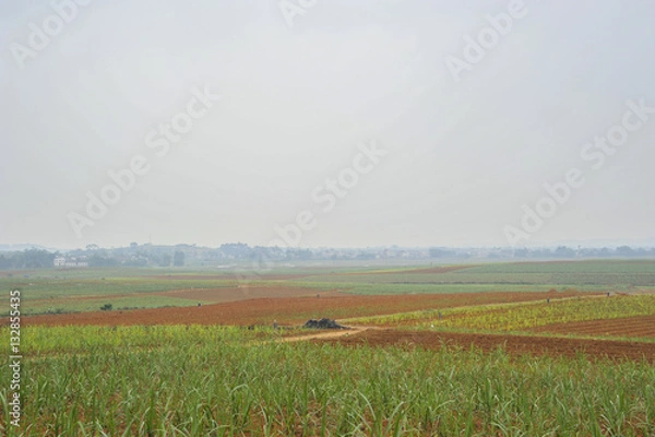 Obraz Sugar cane Fields in China