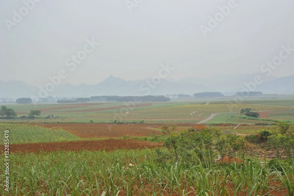 Fototapeta Sugar cane Fields in China
