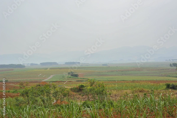 Obraz Sugar cane Fields in China