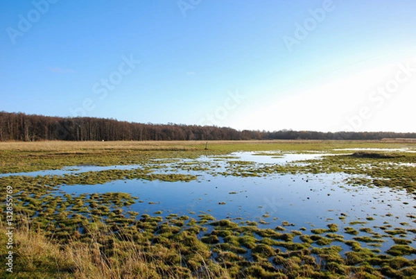 Obraz Green wetland by sunshine