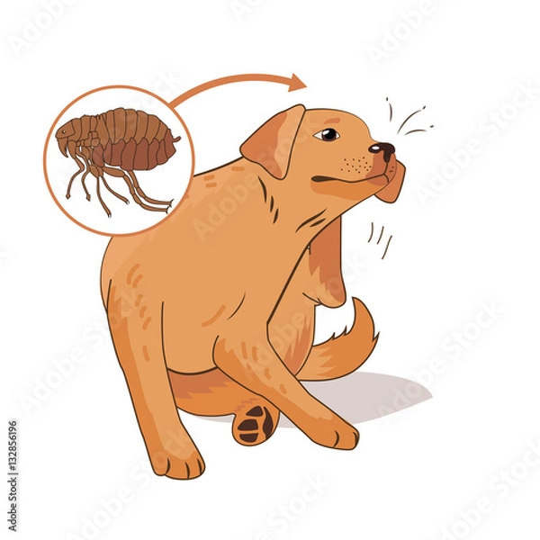 Obraz Flea Infested Dog. Scratch The Flea Bugs. Vector Illustration On A White Background. Flea Bugs Life. Flea Bugs On Animals. Flea Bug Bite Symptoms. Drain Flea Bugs. Ill Dog.