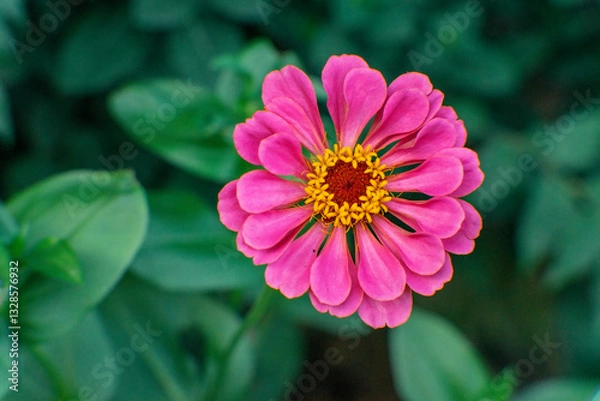 Obraz pink dahlia flower