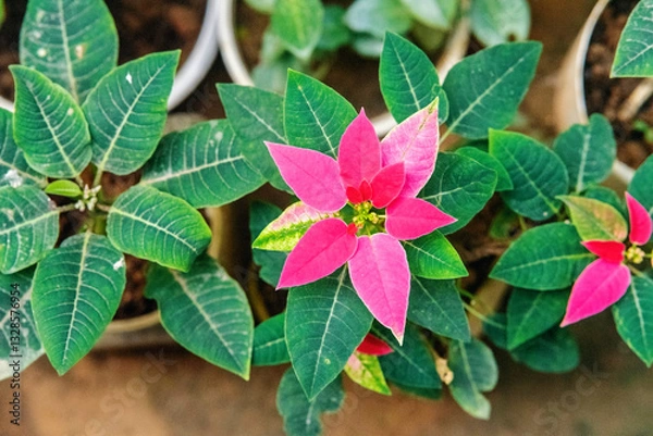 Obraz red and green leaves