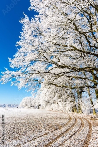 Fototapeta Path on snowy field under frozen branches
