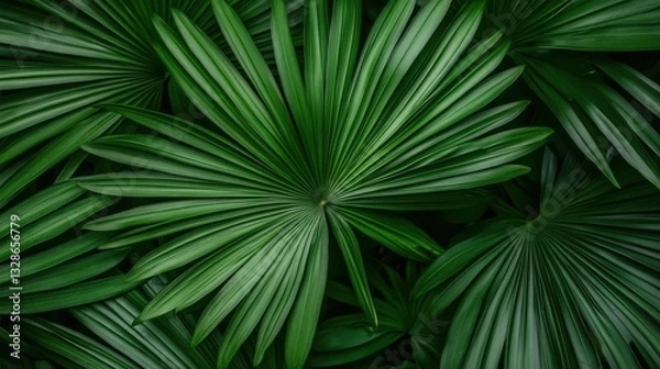 Obraz Lush green palm leaves create a vibrant, textured background.
