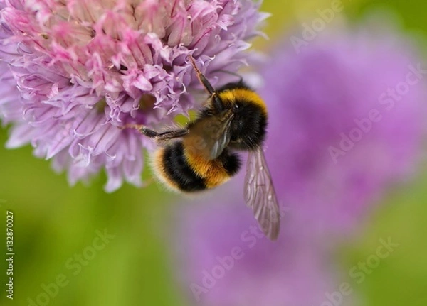Obraz Bumblebee, buff tailed, on chive flowers