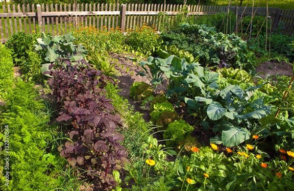 Obraz vegetable garden