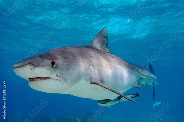 Fototapeta Tiburón tigre en Bahamas