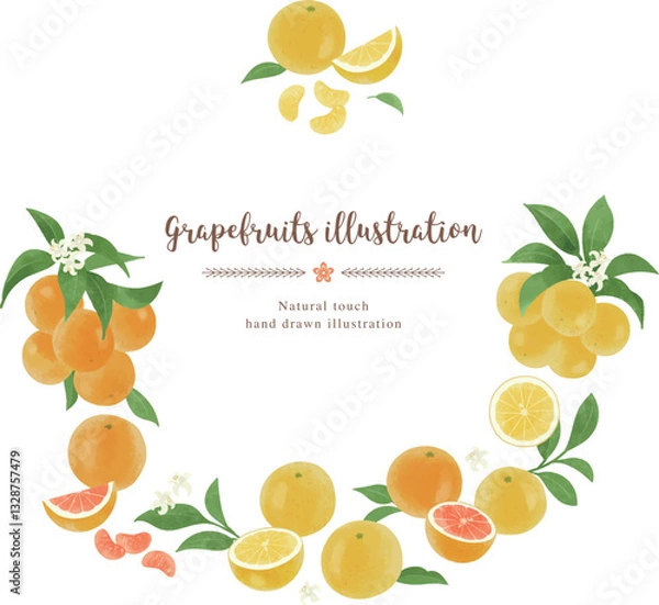 Obraz いろいろなグレープフルーツの手描きイラスト/サークル