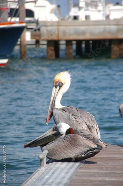 Obraz Pelícanos en puerto
