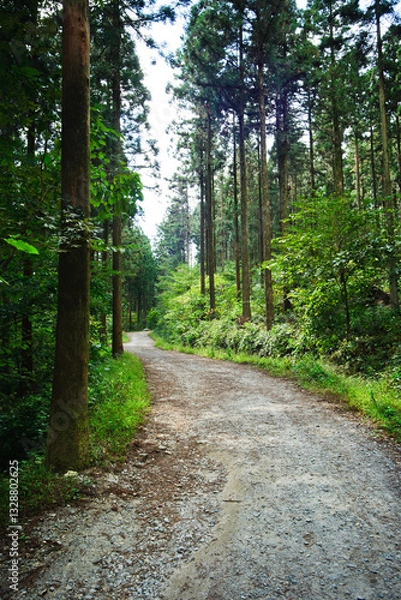 Fototapeta 화창한 가을날에 울창한 삼나무숲 산책길.