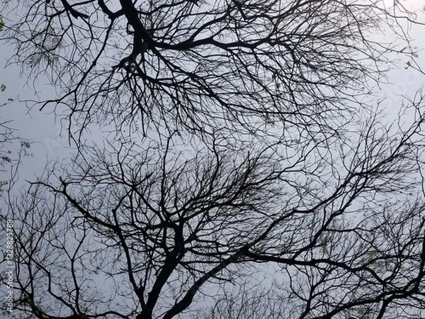 Obraz tree branches against blue sky