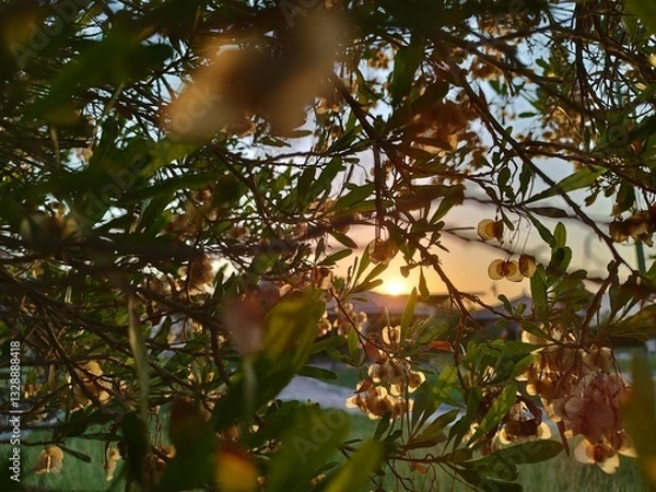 Obraz wild flower in the sunset