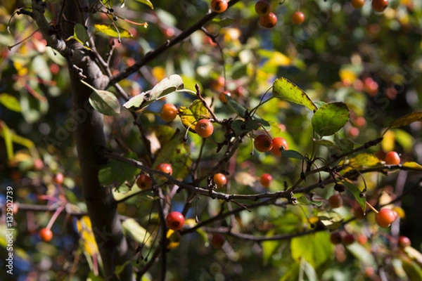 Obraz Crab Apples in the Fall