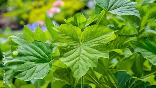 Fototapeta The quality of green leaves in a summer garden. The lush foliage of these plants acts as a springtime backdrop, contributing to a vibrant ecological environment and serving as a beautiful wallpaper of