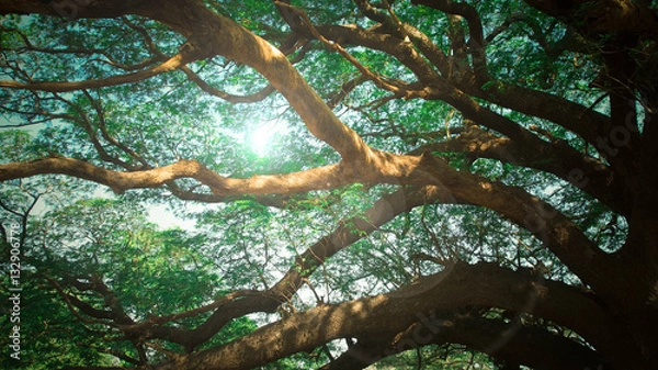 Obraz massive tree branches