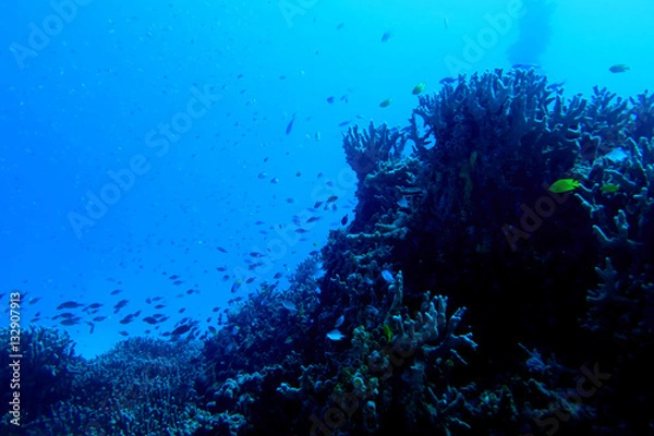 Fototapeta 海中写真