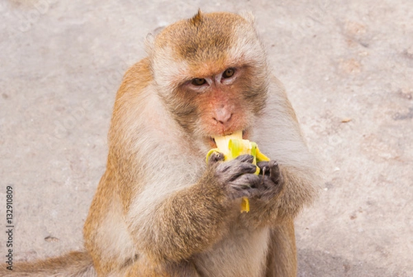 Obraz Monkey eating banana