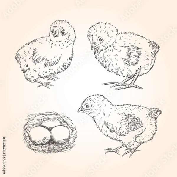 Fototapeta Hand drawn three chicken  - Set isolated on yellow background with bird 