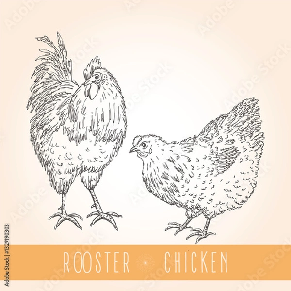 Fototapeta Set isolated on yellow background with bird - rooster and chicken vector illustration 