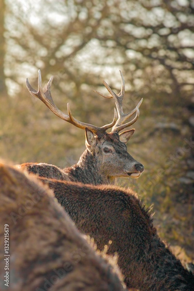 Obraz Deer in the forest