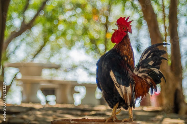 Fototapeta Cock crow