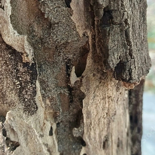 Fototapeta Nature, trees, leaves, pebbles