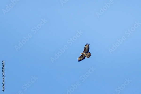 Fototapeta a buzzard circling in the sky