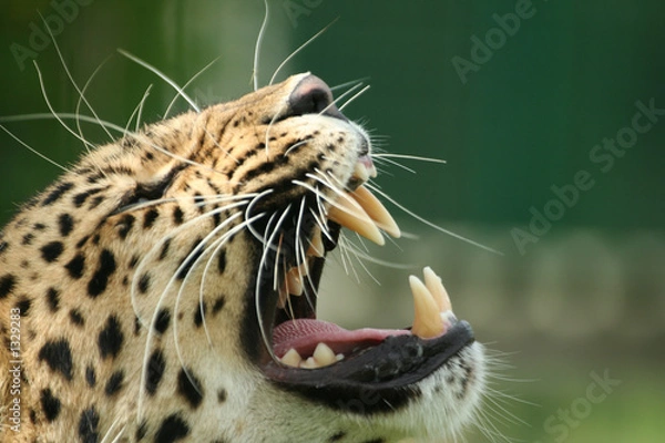 Fototapeta amur leopard