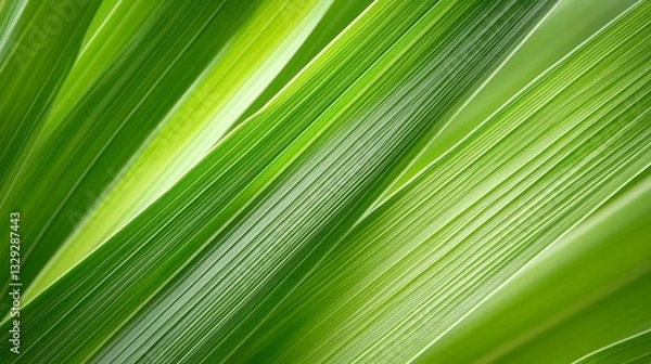 Obraz Close-up of vibrant green palm leaves creating a lush, tropical atmosphere in nature
