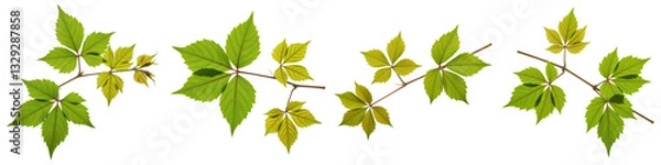 Fototapeta Wild Grape Vine Sprig, Cut Out Set