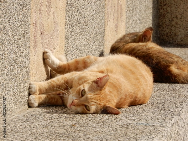 Obraz 日光浴をしているかわいいオレンジ色の子猫