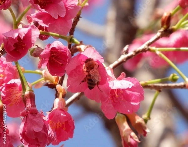 Obraz 花の蜜を集めるミツバチ