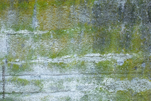 Obraz Texture of lichen and green moss on a concrete wall for the background.