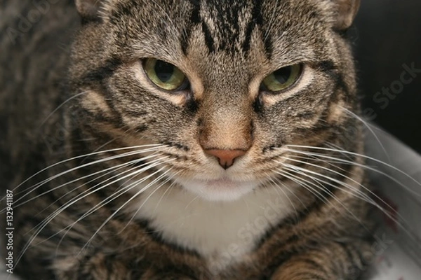 Fototapeta BROWN TABBY