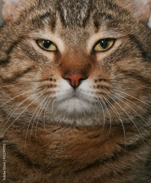 Fototapeta BROWN TABBY