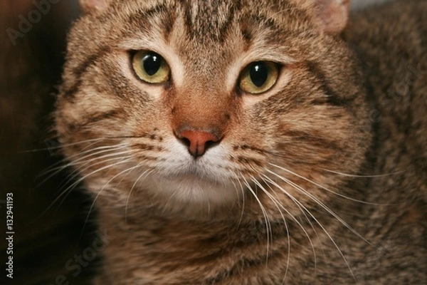 Fototapeta BROWN TABBY